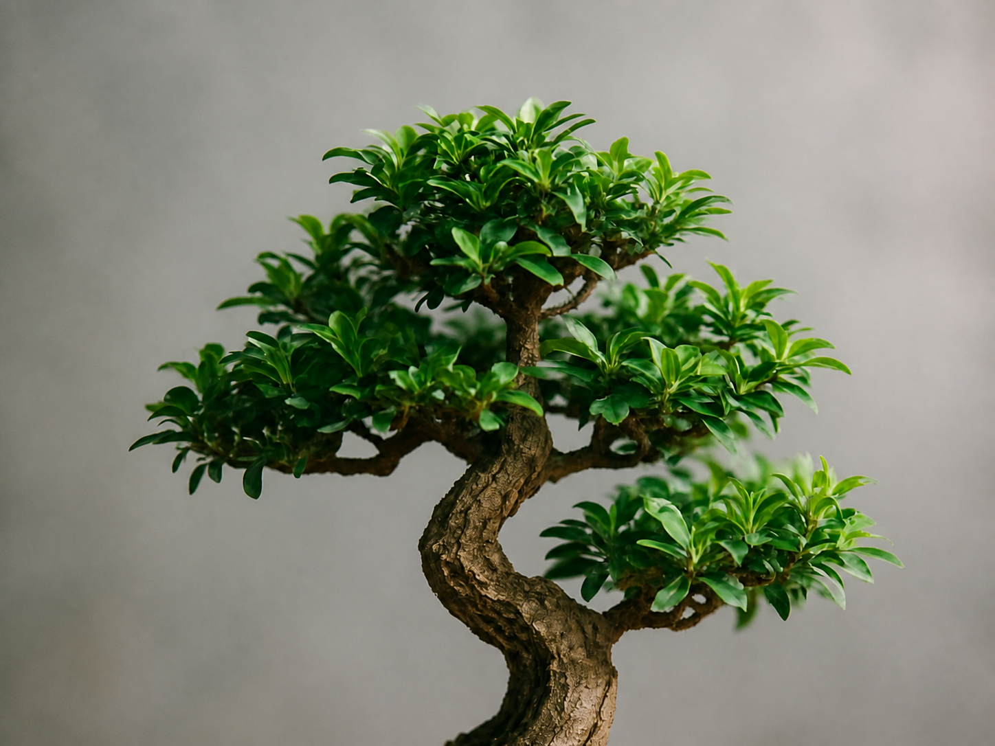 Bonsai Tree